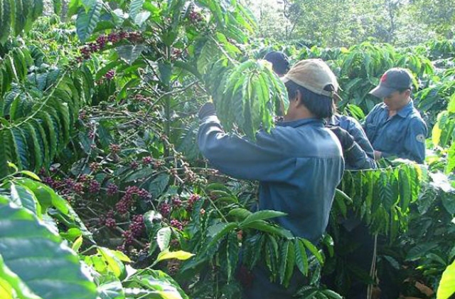 Cà phê chín rộ,năn nỉ không có người hái