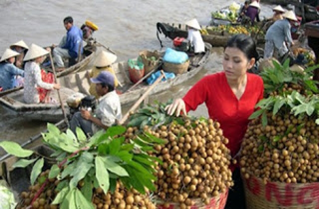 Nông sản ĐBSCL bị đội giá thành vì phải trung chuyển ...vòng vèo