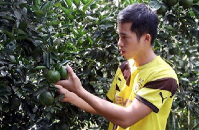 Thu lãi hàng trăm triệu nhờ trồng cam