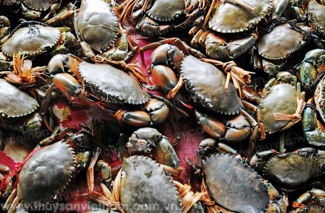 Cà Mau: Tiềm năng phát triển nuôi cua thương phẩm