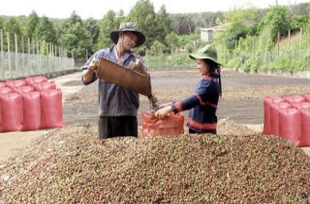 Xuất khẩu cà phê hết hạt