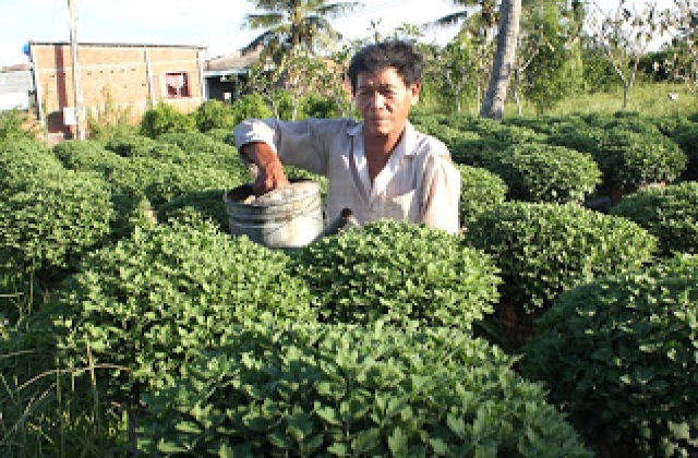 Hoa Tết miền Tây được mùa lại lo mất giá