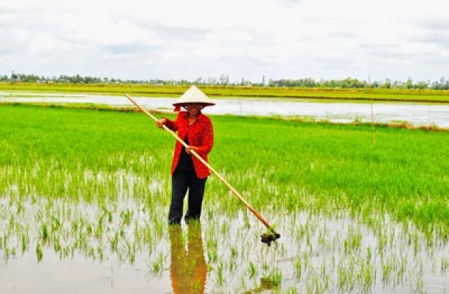 Gần 30.000ha lúa bị thiệt hại do thời tiết bất thường