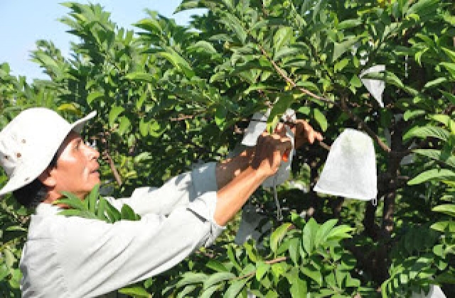 Nông dân đầu tiên bao trái mãng cầu chống ruồi vàng gây hại