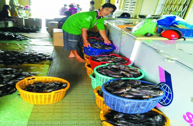 Mở đường cá bổi trên bãi lầy Cà Mau