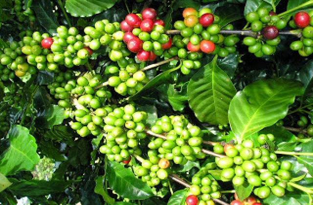 Giá cà phê trong nước ngày 15/12/2015 giảm 500 ngàn đồng/tấn