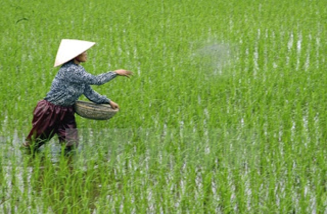 Cục Trồng trọt yêu cầu nông dân không dùng ximăng bón cho lúa