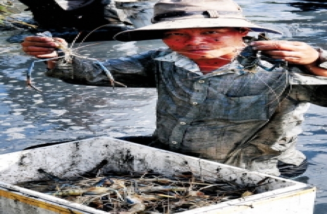 Thới Bình: Trúng mùa tôm càng xanh