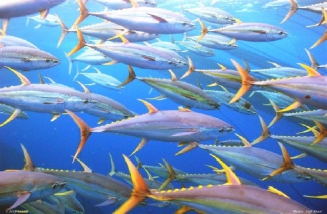 Hơn 335 tấn cá chết gây thiệt hại trên 15 tỉ đồng