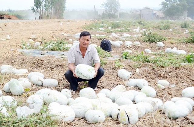 Bí đao, dưa hấu rớt giá không phanh, dân lao đao ôm nợ