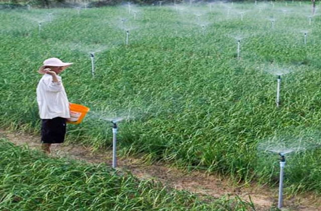 Cây trồng vẫn xanh tươi ở vùng tâm hạn