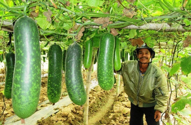 Quảng Nam ứng dụng chế phẩm sinh học trong nông nghiệp