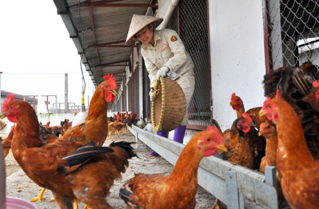 Cho nhập khẩu gà Trung Quốc: “Chỉ là trao đổi sơ bộ”