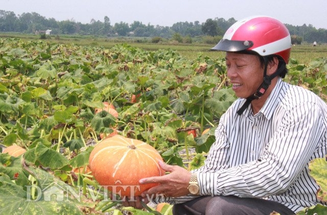 Trồng bí Nhật... xuất ngoại: Nhàn nhã vẫn lãi khá
