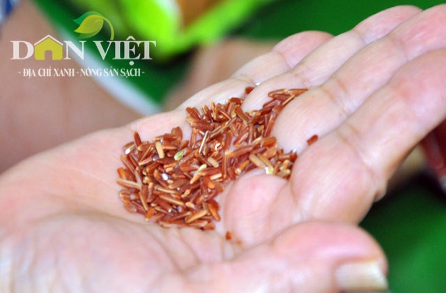 Lạ mắt gạo huyết rồng tại Hội chợ “Nông sản an toàn” ở Hà Nội