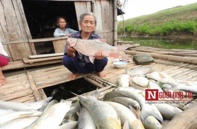 Cá chết ở Thanh Hóa: Để dòng sông tự 'chữa bệnh'
