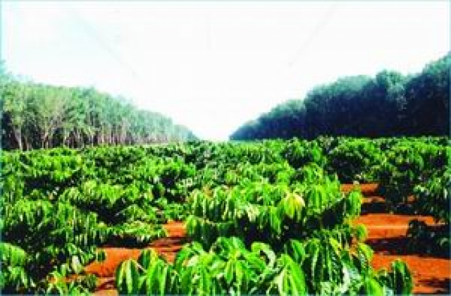 Đắk Lắk cần chú trọng phát triển cây trồng chiến lược