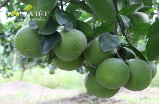 Mướt mắt với cam xoàn Phụng Hiệp