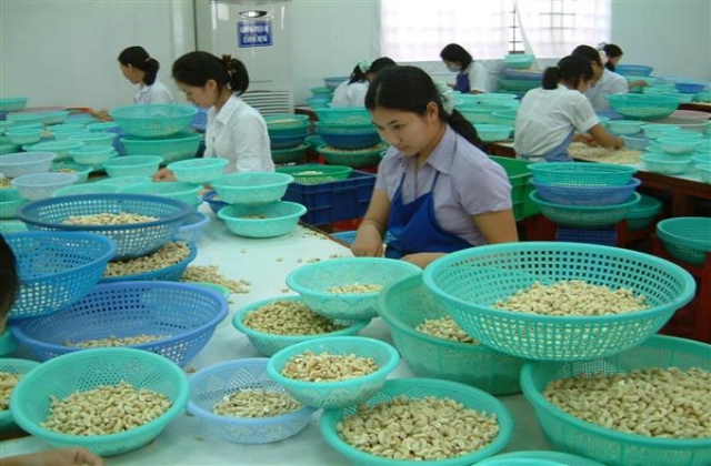 Thị trường điều nhân khởi sắc