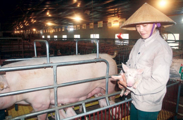 Khi nông sản không là... tài sản