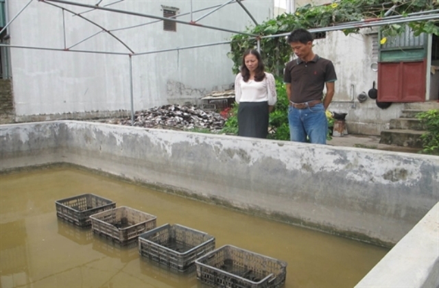 Kiếm tiền tỷ mỗi năm nhờ nuôi ngọc trai nước ngọt