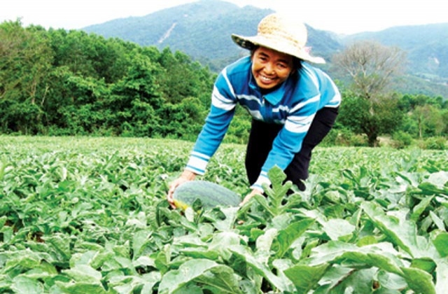 Dưa hấu Kỳ Lý: Chắc ruột, vị ngọt thanh