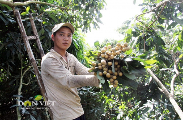 “Lên đời” cho xoài, nhãn chinh phục thị trường khó tính