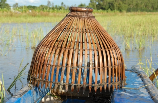 Nghề đẩy côn bắt cá lóc ở miền Tây