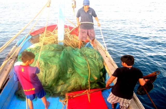 Khan hiếm tôm hùm giống