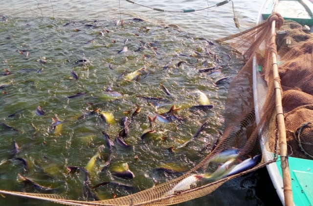 Giải bài toán nguồn nguyên liệu cho cá tra