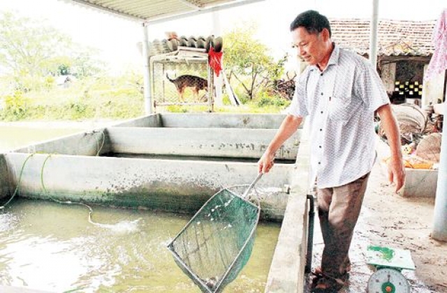 Ương cá giống dễ làm, lãi cao, dễ dàng bỏ túi tiền tỷ mỗi năm