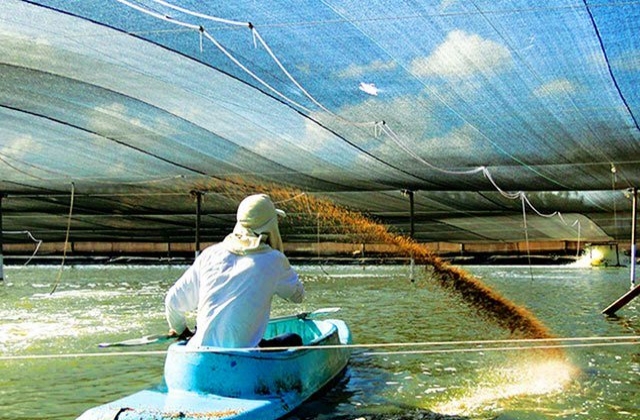 Cần Giuộc : Phấn đấu năm 2020 có 200ha nuôi tôm ứng dụng công nghệ cao