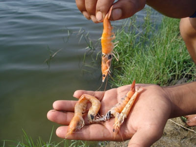 Huyện Hồng Dân, Giá Rai (Bạc Liêu): Trên 25.000ha tôm nuôi bị thiệt hại