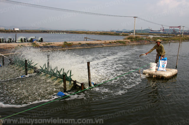 Quảng Ninh: Tập trung xử lý dịch bệnh tôm nuôi