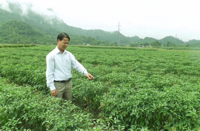 Đột phá chuyển đổi cây trồng...