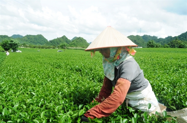 Ngành chè trước TPP...