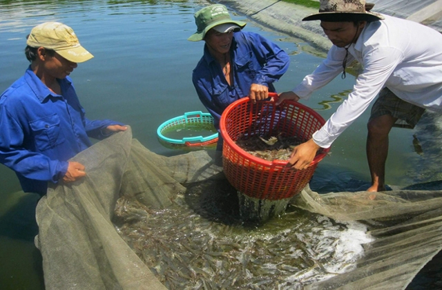 Ngưỡng chịu đựng của ao tôm