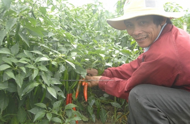 Chung thủy với cây ớt bất kể bão giá