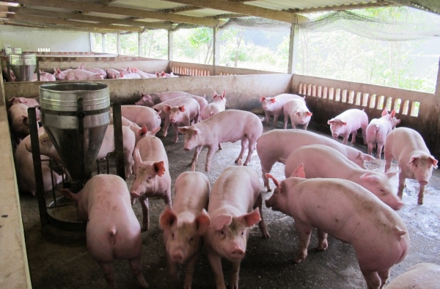Giá heo Đồng Nai vọt lên trên 40.000 Đ/kg