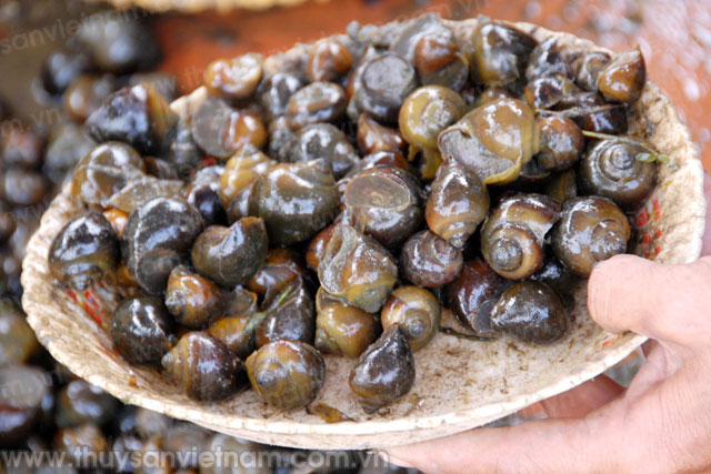 Bắc Kạn: Hiệu quả khá từ nuôi ốc nhồi