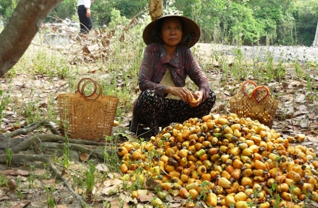 Hạt điều tăng giá, nông dân lãi khá...