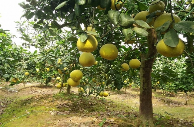 Lãi nửa tỷ mỗi năm nhờ giống bưởi tự lai ghép...
