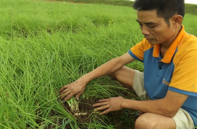 Trồng hành tăm trên lưới...