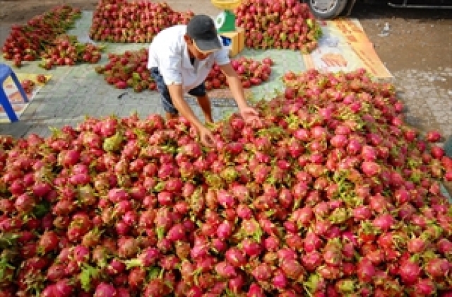Bước tiến mới cho thanh long sang Úc...