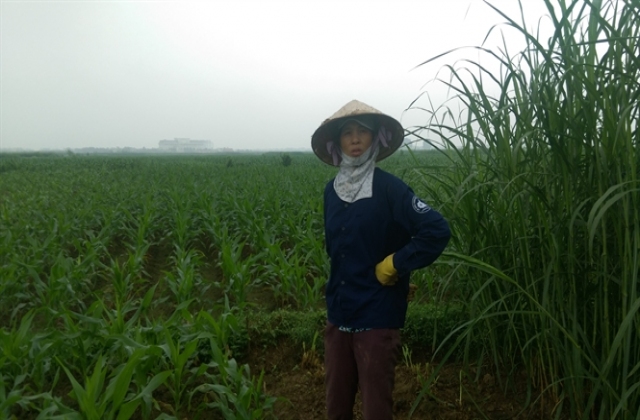 Tham vọng biến hơn 256 ha đất lúa thành đại dự án của Tập đoàn FLC...