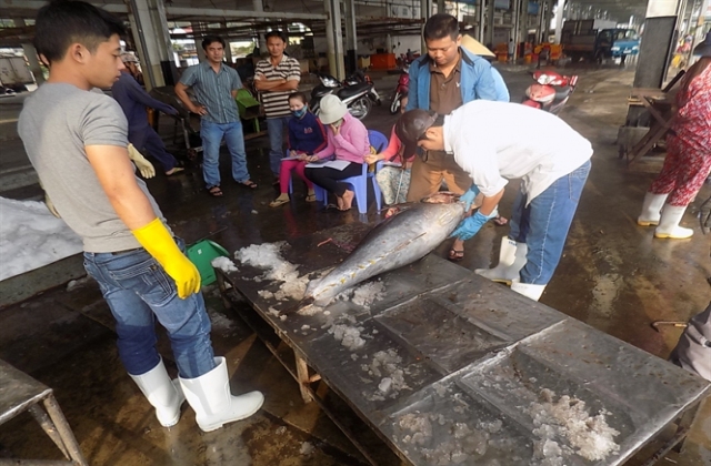 Cá ngừ liên tục giảm giá... 