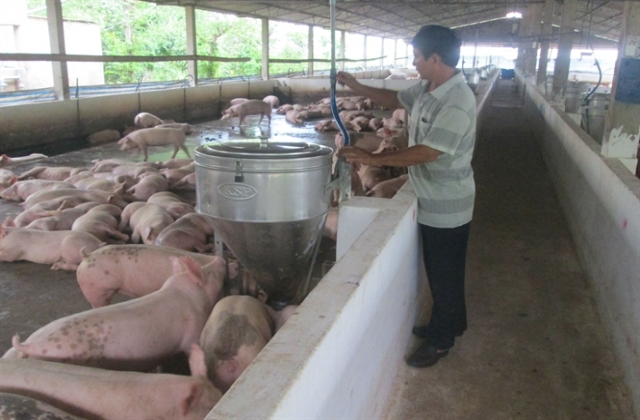 Heo giảm giá, người nuôi vẫn có lãi nên phớt lờ cảnh báo.