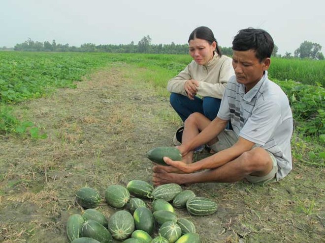 Trồng dưa gang ra quả lạ