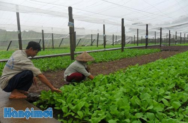 Hợp tác xã Nông nghiệp Tiền Lệ: Thu nhập cao nhờ trồng rau VietGAP
