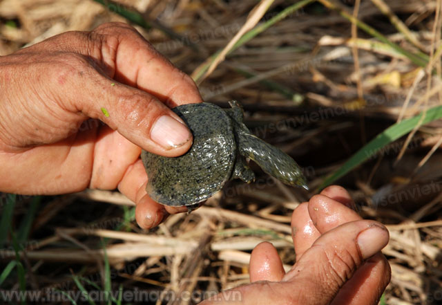 Bình Định: Giàu lên từ nuôi cá và ba ba